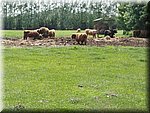 IMG_20250610_131545.jpg