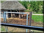 IMG_20250610_133745.jpg