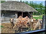 IMG_20250610_133832.jpg