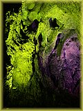 IMG_7986.JPG