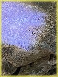 IMG_7992.JPG