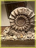 IMG_8026.JPG