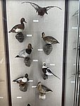 Pokazy_chemiczne105.JPG