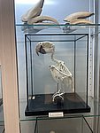 Pokazy_chemiczne146.JPG